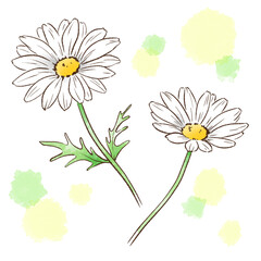 シンプルなマーガレット