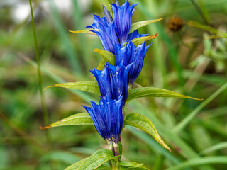 Gentiane asclépiade (Gentiana asclepiadea) aux touffes de fleurs dressées à floraison bleue sur longues tiges portant des feuilles lancéolées et nervurées vert mat