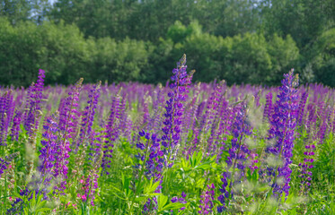Fototapeta premium Landscape with blooming violet, purple and pink lupine (Lupinus) field with forest in the background in Latvia