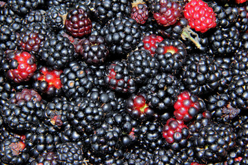 ripe blackberries close up