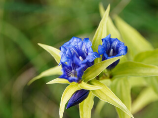 Gentiane asclépiade (Gentiana asclepiadea) aux touffes de fleurs dressées à floraison bleue sur...