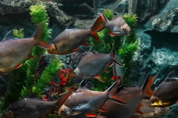 fish in aquarium