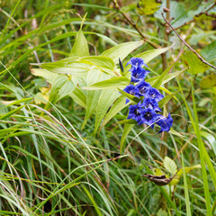 (Gentiana asclepiadea) Gentiane asclépiade ou gentiane à feuilles d'Asclépiade aux fleurs bleu...
