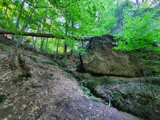 LAS W CZESKIEJ SZWAJCARII. REPUBLIKA CZESKA