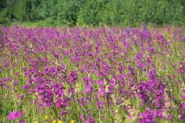 Naklejka premium Landscape with blooming violet, purple and pink sticky catchfly (Viscaria vulgaris) field with forest in the background in Latvia