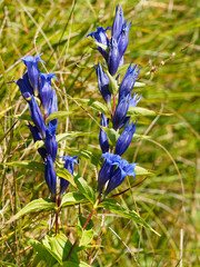 (Gentiana asclepiadea) Gentiane asclépiade ou gentiane à feuilles d'Asclépiade aux fleurs bleu...