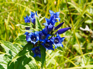 Fleurs bleu profond de gentianes asclépiades ou gentiane à feuilles d'Asclépiade (Gentiana asclepiadea)