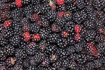 blackberries close up