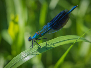 Closeup of beautiful blue damselfly - the banded demoiselle (Calopteryx splendens) male sitting on the grass in sunlight