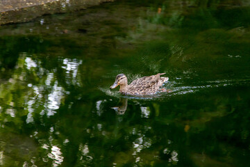 Stockente