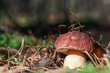Young boletus mushroom in the forest on a blurry background