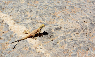 A small lizard in the archaeoological site of Persepolis, Iran