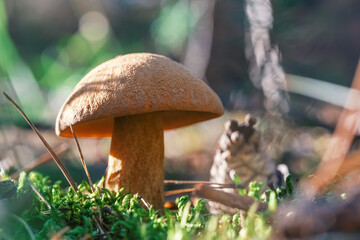 Young mossy mushroom in the forest on a blurry background