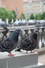 Birds and the city
