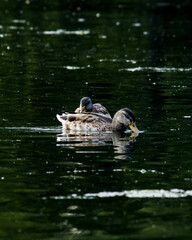 Ducks in eating in water