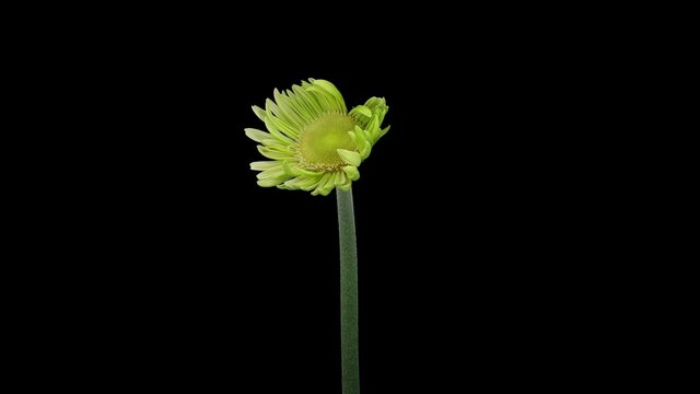 Time-lapse of growing and opening white gerbera flower 3x3 in RGB + ALPHA matte format isolated on black background
