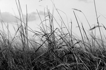 Naklejka premium reeds in the water