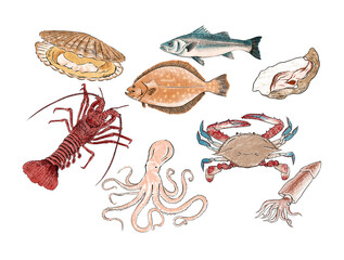 Illustration of a set of seafood, scallop, lobster, flounder, sea bass, oyster, crab, octopus, squid, isolated on white background.
