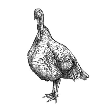 How to Draw a Turkey  Make a Decorative Thanksgiving Sketch