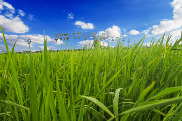 grass and sky