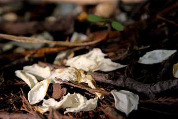 dry leaves on the ground