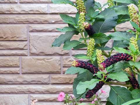 Phytolacca americana on the right against the background of a wall lined with decorative tiles. Place for your text. Floral background with phytolacca americana and wall.