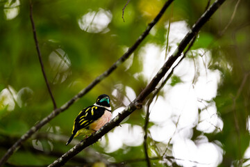 Black - and - yellow Broadbill