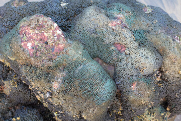 Abstract sea background anemones on stone.