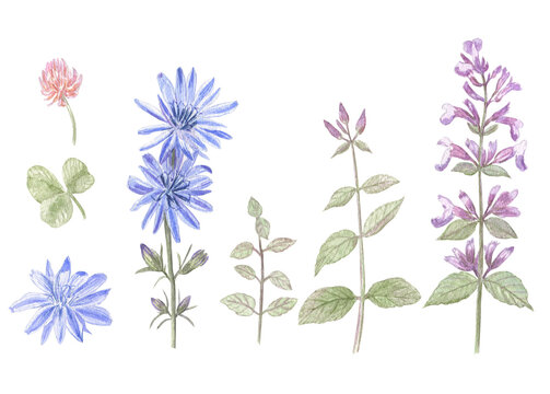 Watercolor hand-drawn set of wild flowers. Garden balm, cornflowers and clover on a white isolated background. Cute clipart in light and soft colors. 
