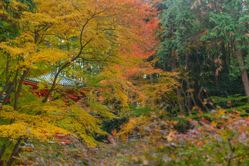 Autumn leaves in Kyoto