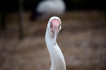 Obraz premium ソデグロヅル