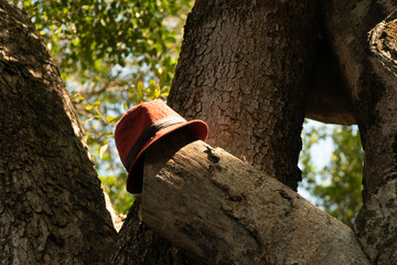 a hat on a branch of a tree