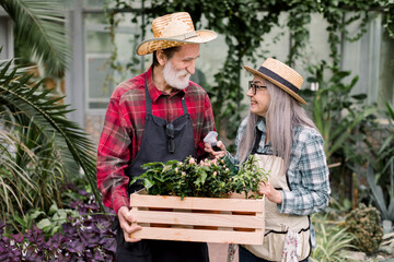 Happy senior cheerful couple, wearing straw hats, working together in greenhouse, looking each other, holding wooden box with flowerpots, watering green leaves with water sprayer