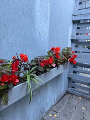 flowers on the wall