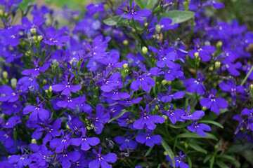 small blue lobelia flowers close up