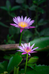 A very large beautiful Pink/Violet lotus or waterlily flower during it blooming in pond among greenery freshness environment. Natural background photo.