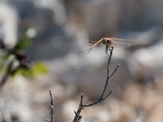 Libellule sur une branche 2