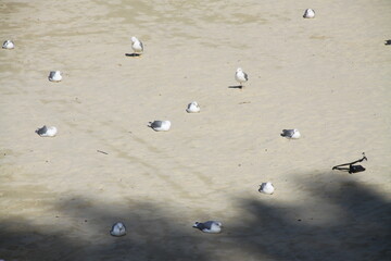 Seagools on the beach