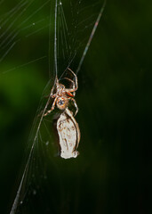 Spider Catches a Moth