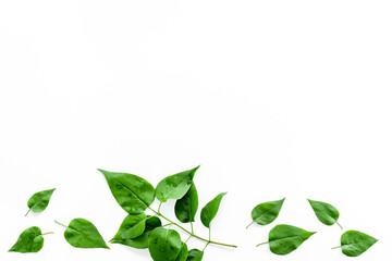 Above view of lauout of green leaves - nature background.