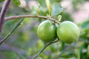  closeup green lemons on tree in garden, source of vitamin C.