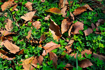 Dry leaves