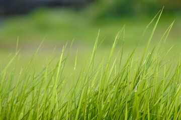 green grass background