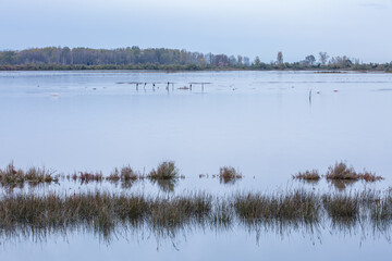 Delicate blue-gray sunset on the lake. Birds rest on the calm waters of the pond. Selective focus