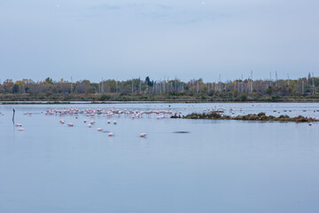 Delicate blue-gray sunset on the lake. Birds rest on the calm waters of the pond. Selective focus