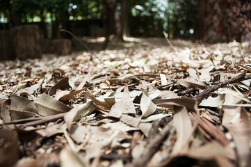 Dry leaves