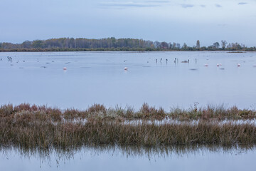 Delicate blue-gray sunset on the lake. Birds rest on the calm waters of the pond. Selective focus