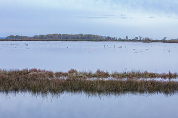 Delicate blue-gray sunset on the lake. Birds rest on the calm waters of the pond. Selective focus