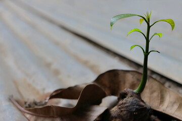 Sapling mango grows on the rooftop