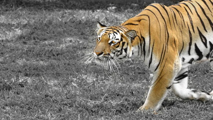 Tiger Ambush a prey
